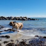 Tid til strandtur: Fra 1. oktober kan din hund boltre sig frit på stranden