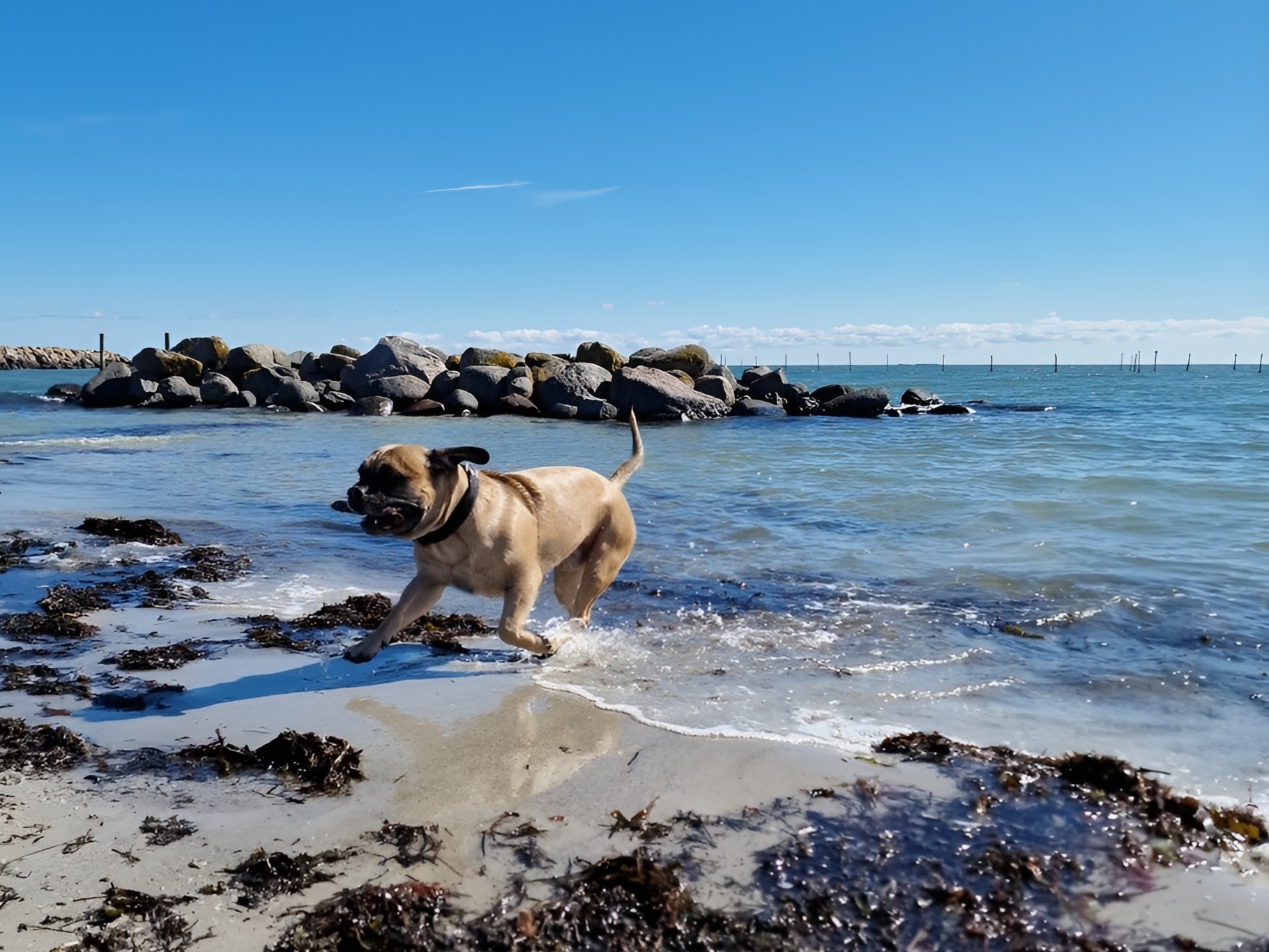 Tid til strandtur: Fra 1. oktober kan din hund boltre sig frit på stranden