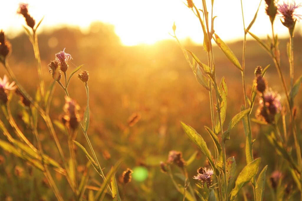 Natur med aftensol, mark